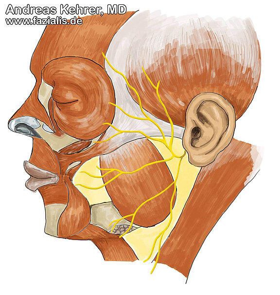 Facial nerve